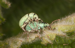 Phyllobius virideaeris