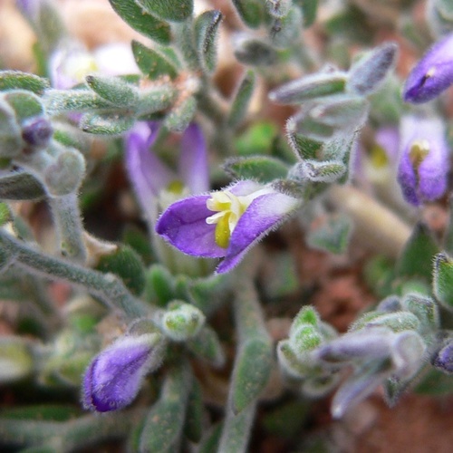 Hebecarpa macradenia