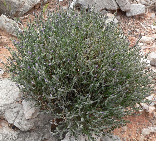 Hebecarpa macradenia