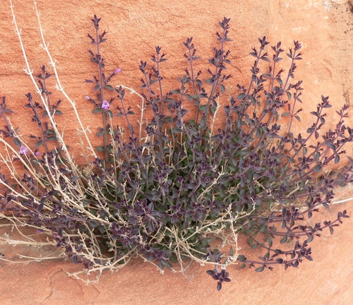 Hedeoma nana