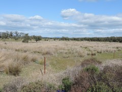 Scirpoides holoschoenus