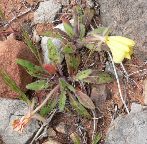Oenothera primiveris
