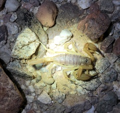 Smeringurus vachoni