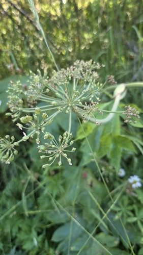 iNaturalist observation photo of common cowparsnip