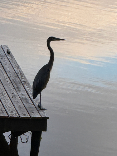Great Blue Heron