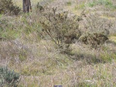 Lavandula pedunculata