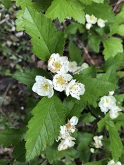 Crataegus macrosperma