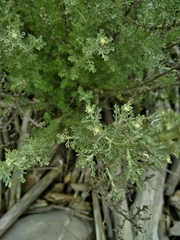 Artemisia caerulescens