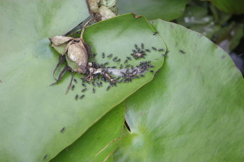 Technomyrmex albipes observed 2026-10-01