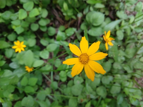 Coreopsis auriculata