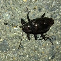 Tenebrionidae