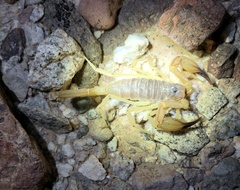 Smeringurus vachoni