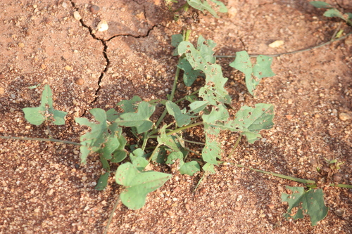 Merremia hederacea observed 2026-10-01