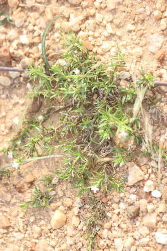 Oldenlandia herbacea observed 2026-10-01