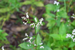 Mitreola