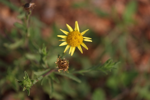 Vicoa indica, 2026-10-01