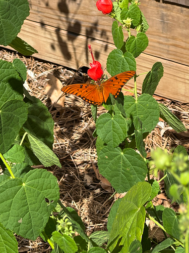 Gulf Fritillary