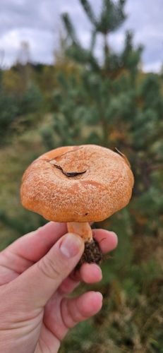 saffron milkcap