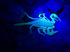 Smeringurus vachoni