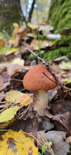 Orange Birch Bolete