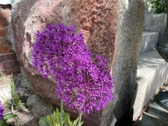 Allium giganteum