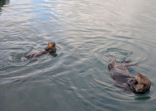 Northern Sea Otter