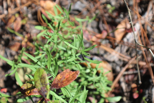 Sericocarpus linifolius observed 2026-10-02