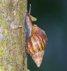 Lissachatina fulica