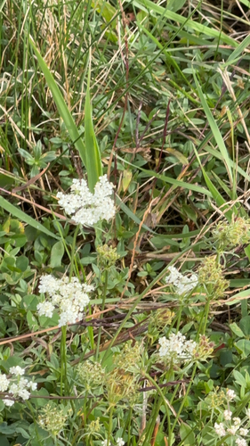 wild carrot