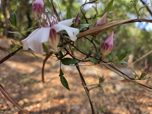 Strophanthus observed 2026-10-09