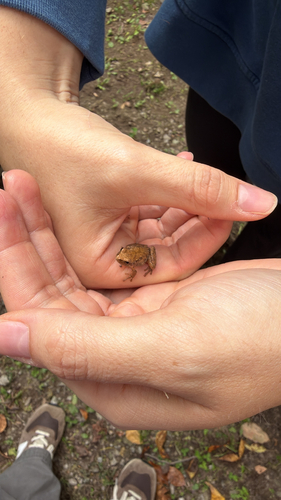 Spring Peeper