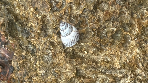 Littorina ziczac, 2026-10-09