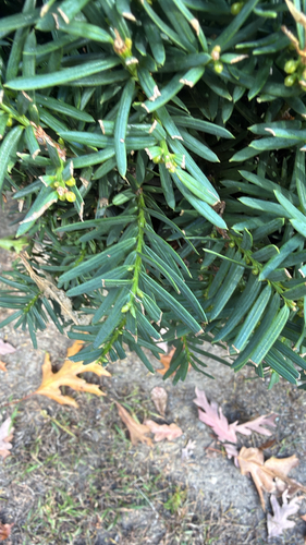 Taxus cuspidata observed 2026-10-09