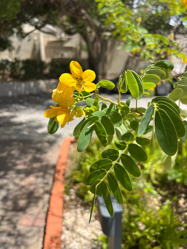 Senna surattensis observed 2026-10-08