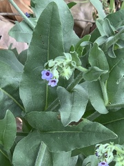 Cynoglossum creticum