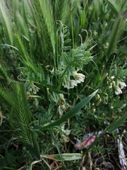 Vicia pannonica