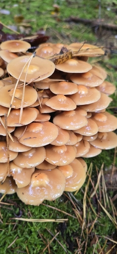 Sheathed Woodtuft