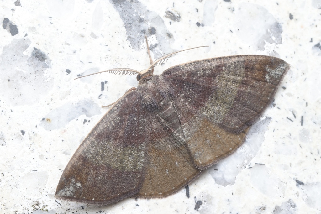 Astygisa chlororphnodes