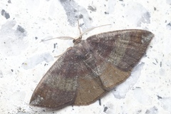 Astygisa chlororphnodes