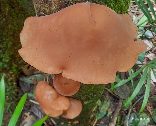 Auricularia fuscosuccinea observed 2026-10-05