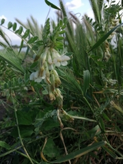Vicia pannonica