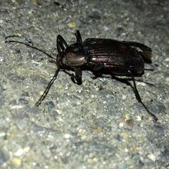 Tenebrionidae