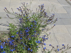 Anchusa azurea