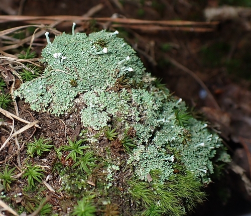 Cladonia mitrula observed 2026-10-07