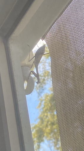 Carolina Mantis