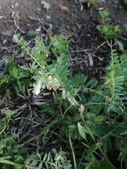 Vicia pannonica