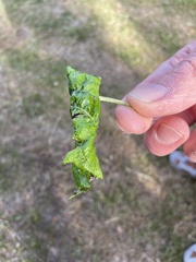 Dysaphis plantaginea