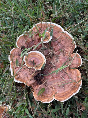 Ganoderma sessile