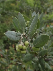 Arctostaphylos nortensis
