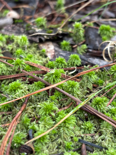 Sphagnum lescurii observed 2026-10-04